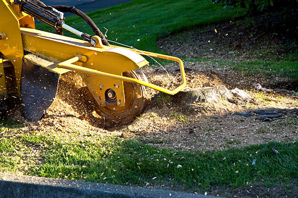 Best Stump Grinding and Removal  in Freeport, PA